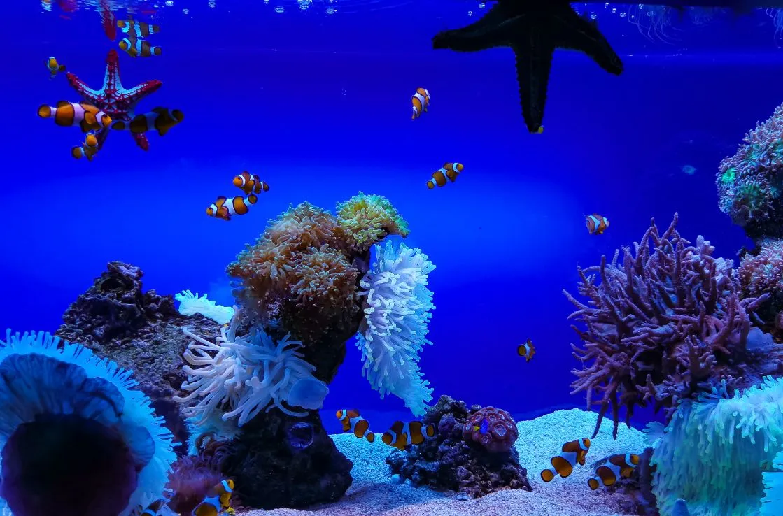 palma aquarium en mallorca